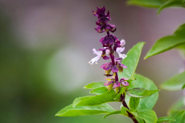 Lavender Extract in Makeup: Calm Skin, Clean Finish