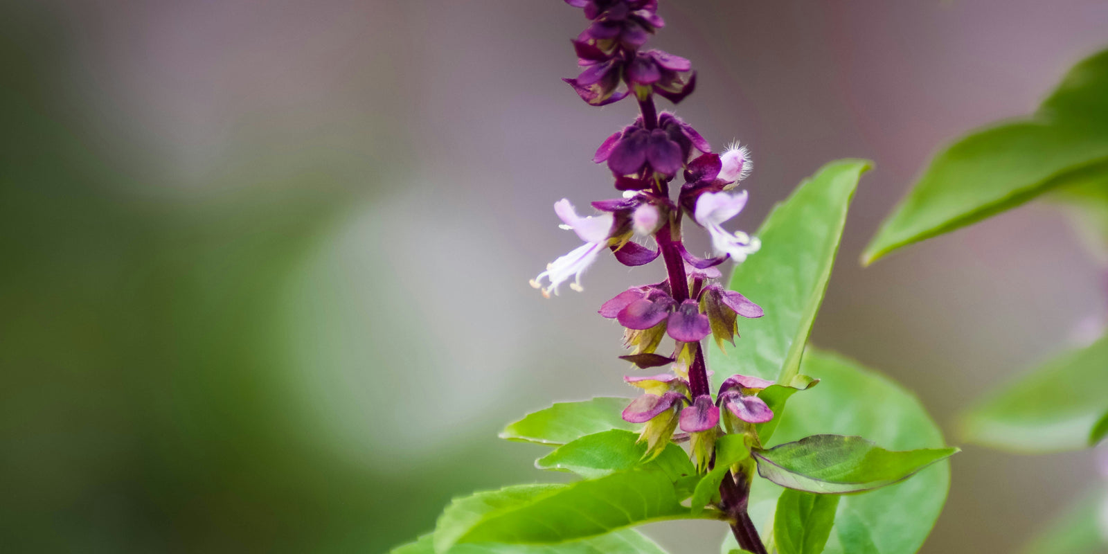 Lavender Extract in Makeup: Calm Skin, Clean Finish